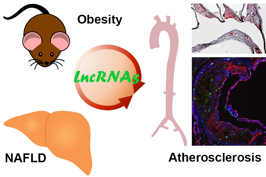 graphic of mouse, NAFLD and Atherosclerosis