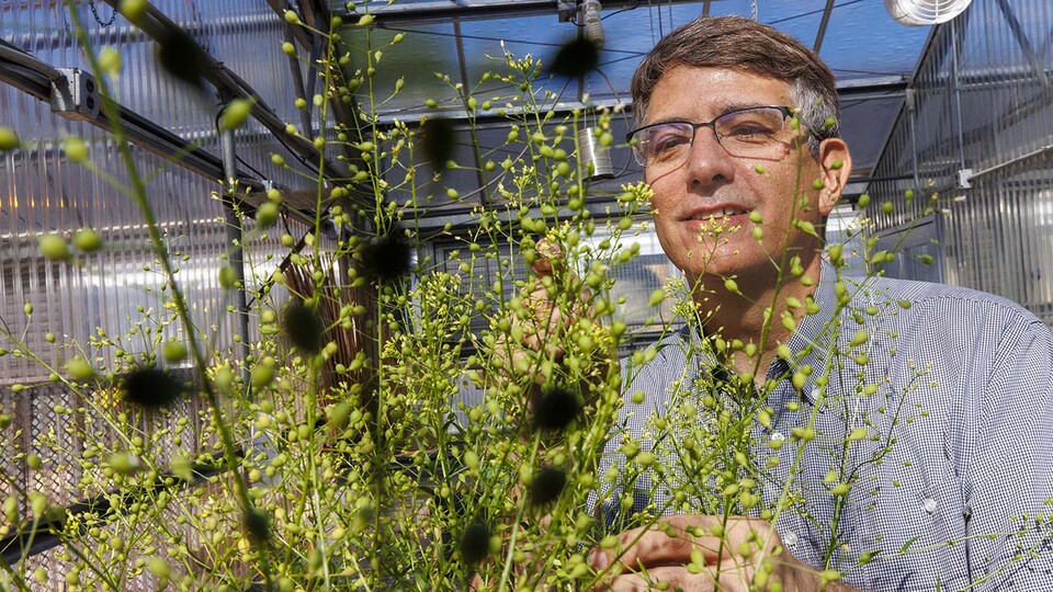Husker-led team exploiting oilseeds’ potential in biofuels, bioproducts