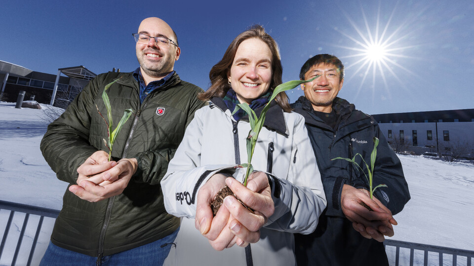 Husker researchers take cues from crop’s circadian rhythms to help sorghum survive cold snaps