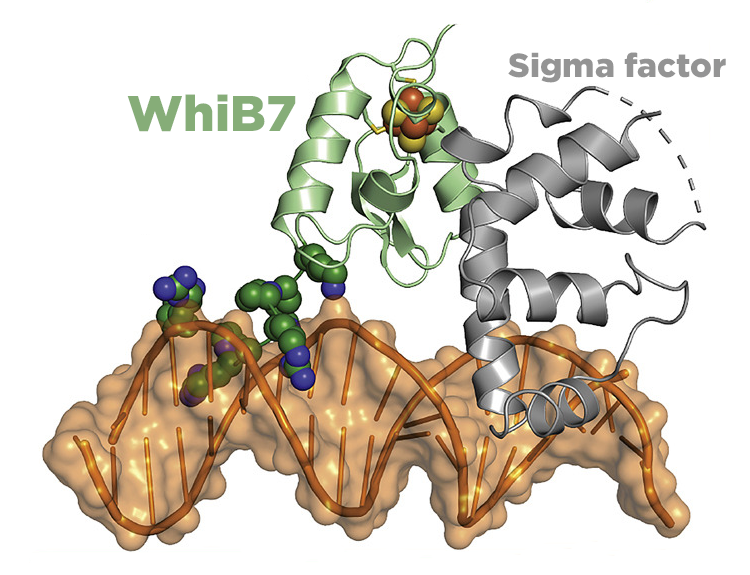 Biochemists detail protein vital to tuberculosis, antibiotic resistance