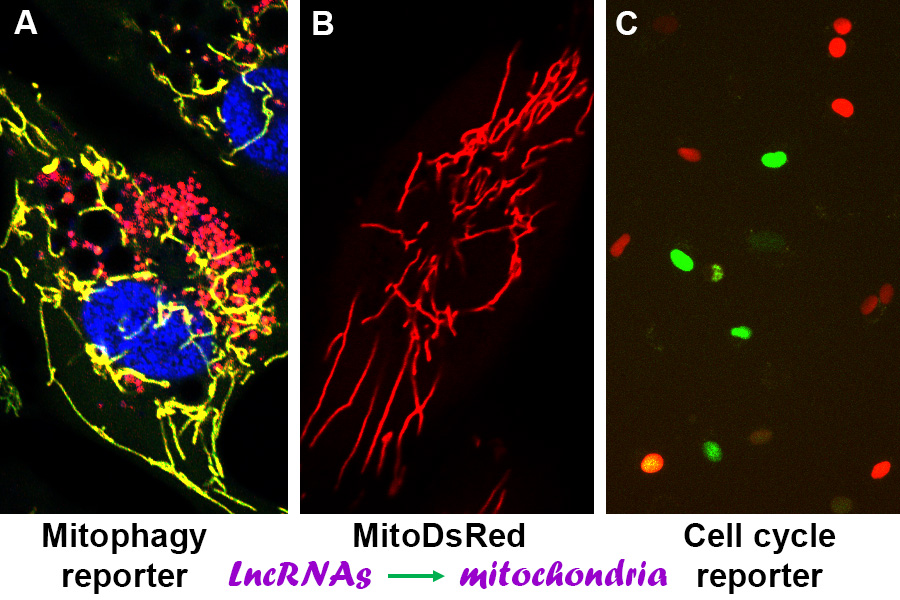 graphic of mitaphagy reporter, MitoDsRed and Cell cycle reporter