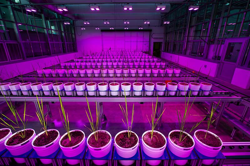 Rows of potted plants growing in a greenhouse under purple lights.