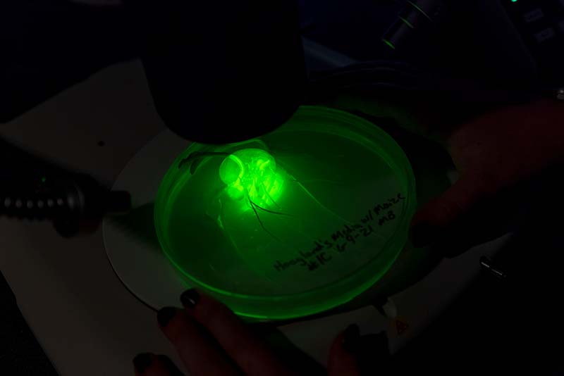 A closeup of a petri dish under green light.
