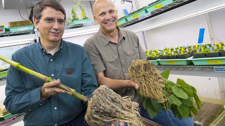 Edgar Cahoon, left, professor of biochemistry and director of UNL's Center for Plant Science Innovation, and James Alfano, professor of plant pathology at UNL, will lead a $20 million, Nebraska-based research effort to improve crop productivity.