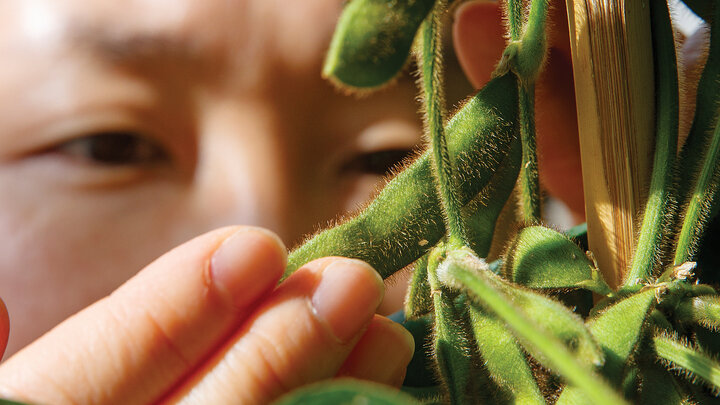 Haejin Kim, a senior research associate in the Center for Plant Science Innovation, examines soybeans in a Beadle Center greenhouse. The soybeans are bred specifically for the salmon farming industry as they help maintain the pink color of the fish.