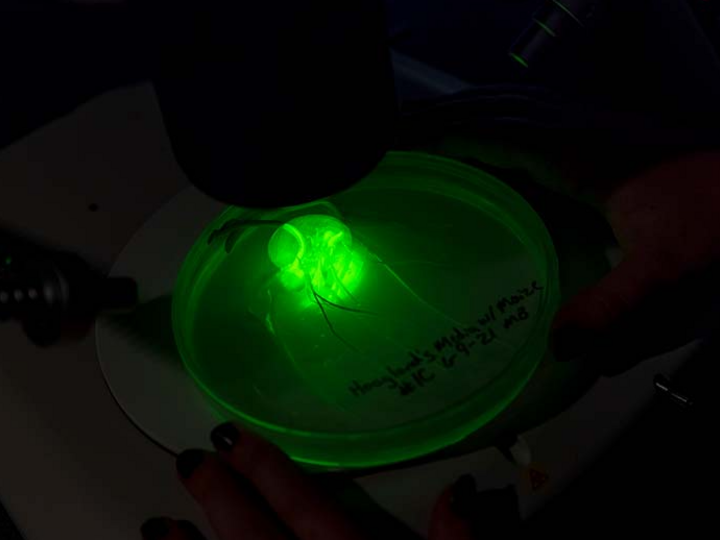 specimen on a petri dish on a microscope