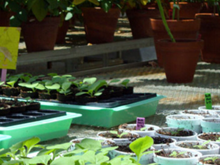 plants in a greenhouse