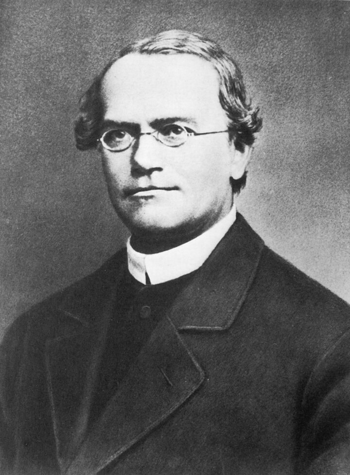 Gregor